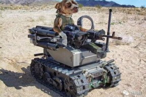 娱乐吃瓜汪星人是谁,网络红星的崛起之路